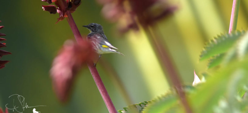 Birds, Bees, Foliage, Trees