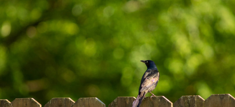 Birds In The Backyard